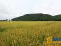 江西青原山净居禅寺妙安法师带领全寺僧众开展农耕禅