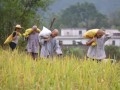 云门山大觉禅寺稻谷飘香庆丰收