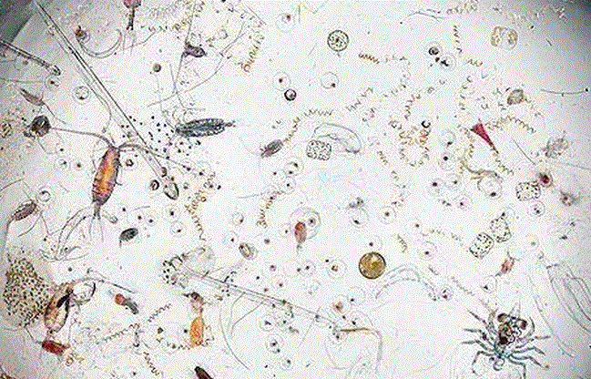 显微镜下的蛆虫图片